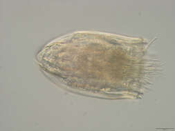 Image of Spinoloricus Heiner & Neuhaus 2007