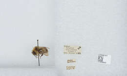 Image of Frigid Bumble Bee