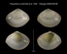 Image of Pinguitellina nucella Dall, Bartsch & Rehder 1938