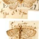 Image of Eupithecia minucia Dognin 1899