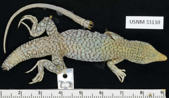 Image of Golden Fringe-fingered Lizard