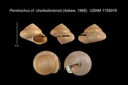 Image of Perotrochus charlestonensis Askew 1987