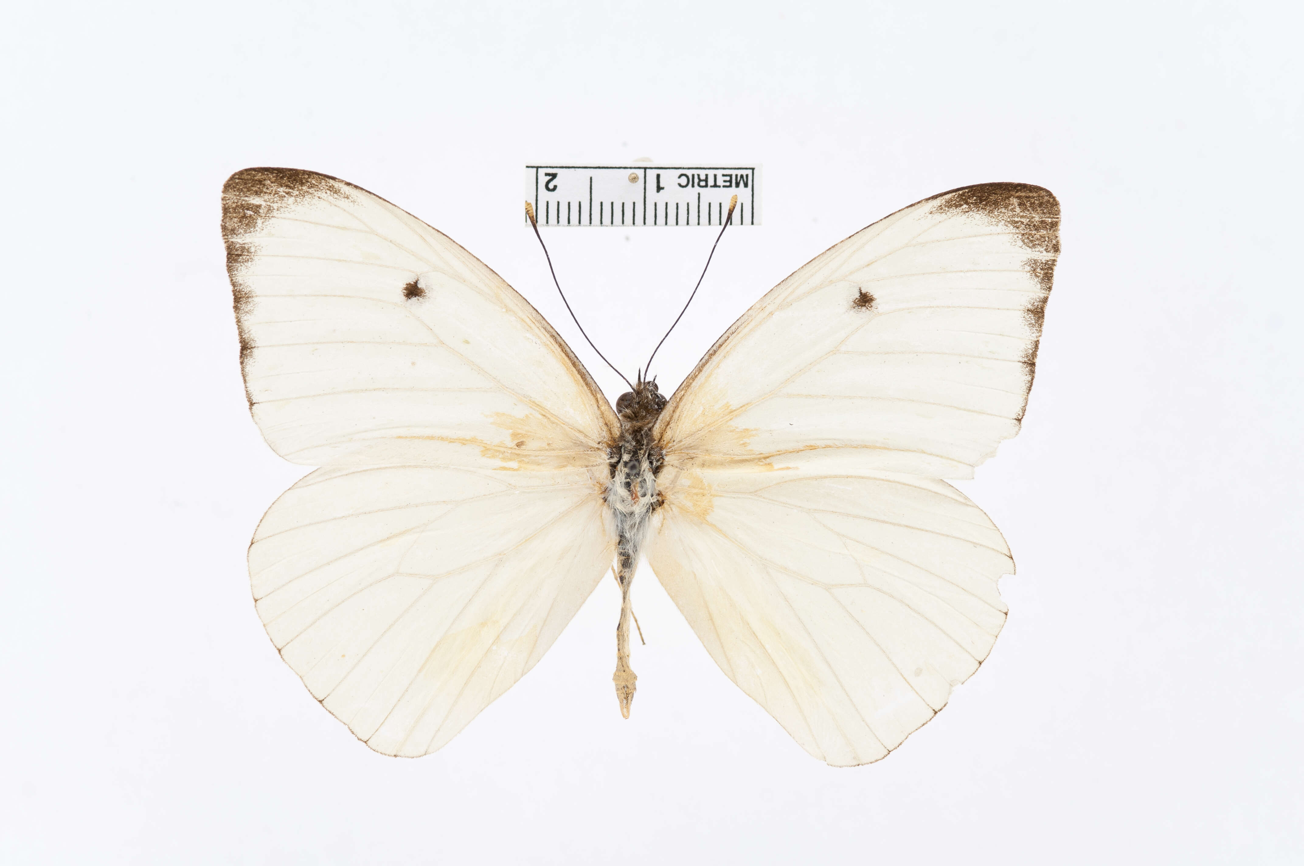 Image of Pieris Hübner 1819