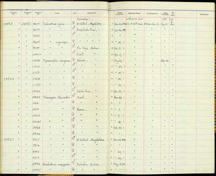 Image of Mionectes oleagineus parcus Bangs 1900