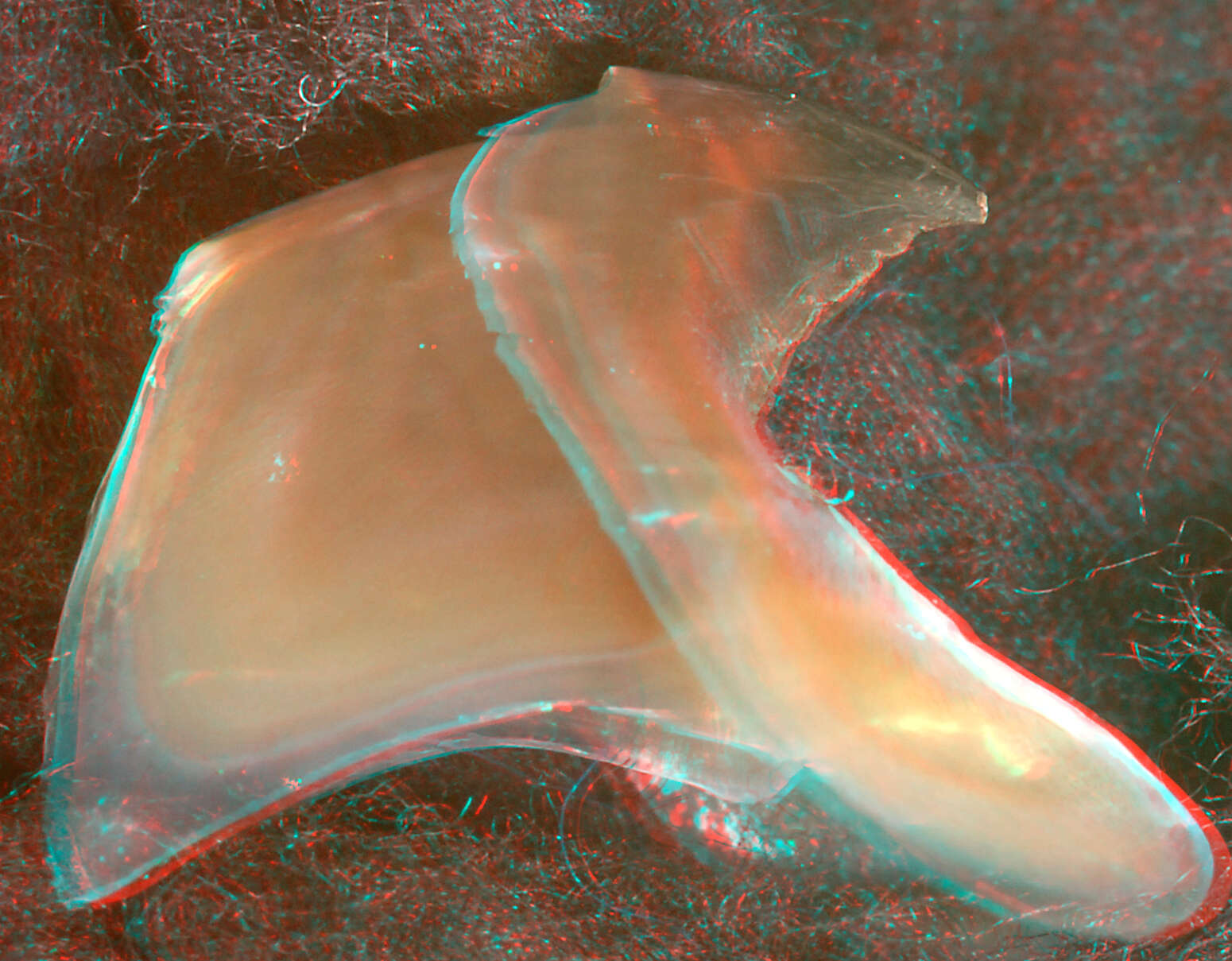 Image of arrow-finned squid