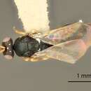 Paragaleopsomyia cecidobroter (Gordh & Hawkins 1982) resmi