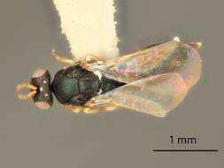 Paragaleopsomyia resmi