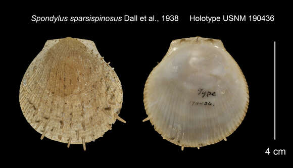 Слика од Spondylus nicobaricus Schreibers 1793