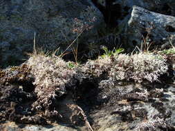 Image of northern bentgrass