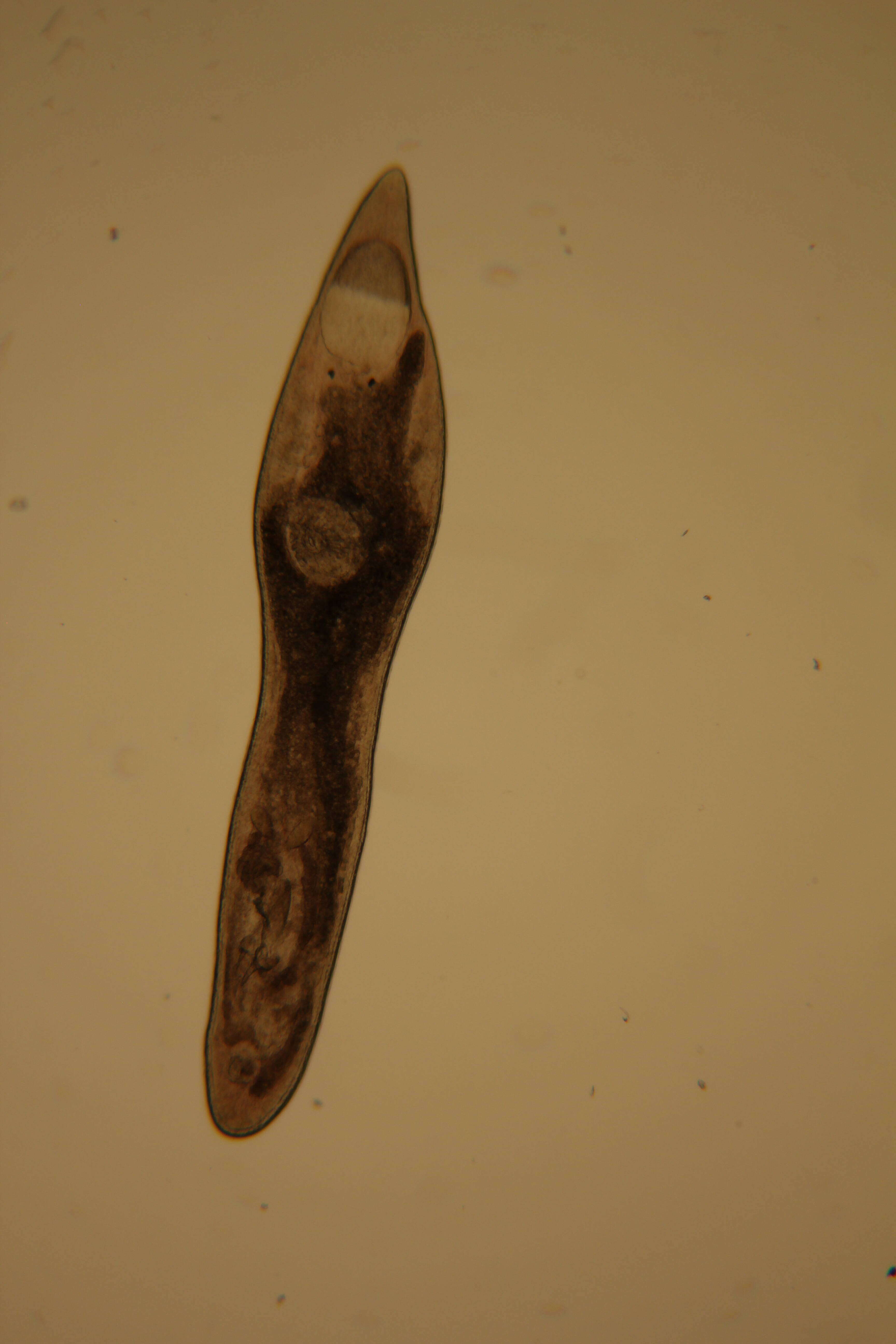 Image of Rhabdocoela