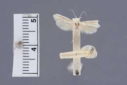 Image of Coleophora euryaula Meyrick 1925