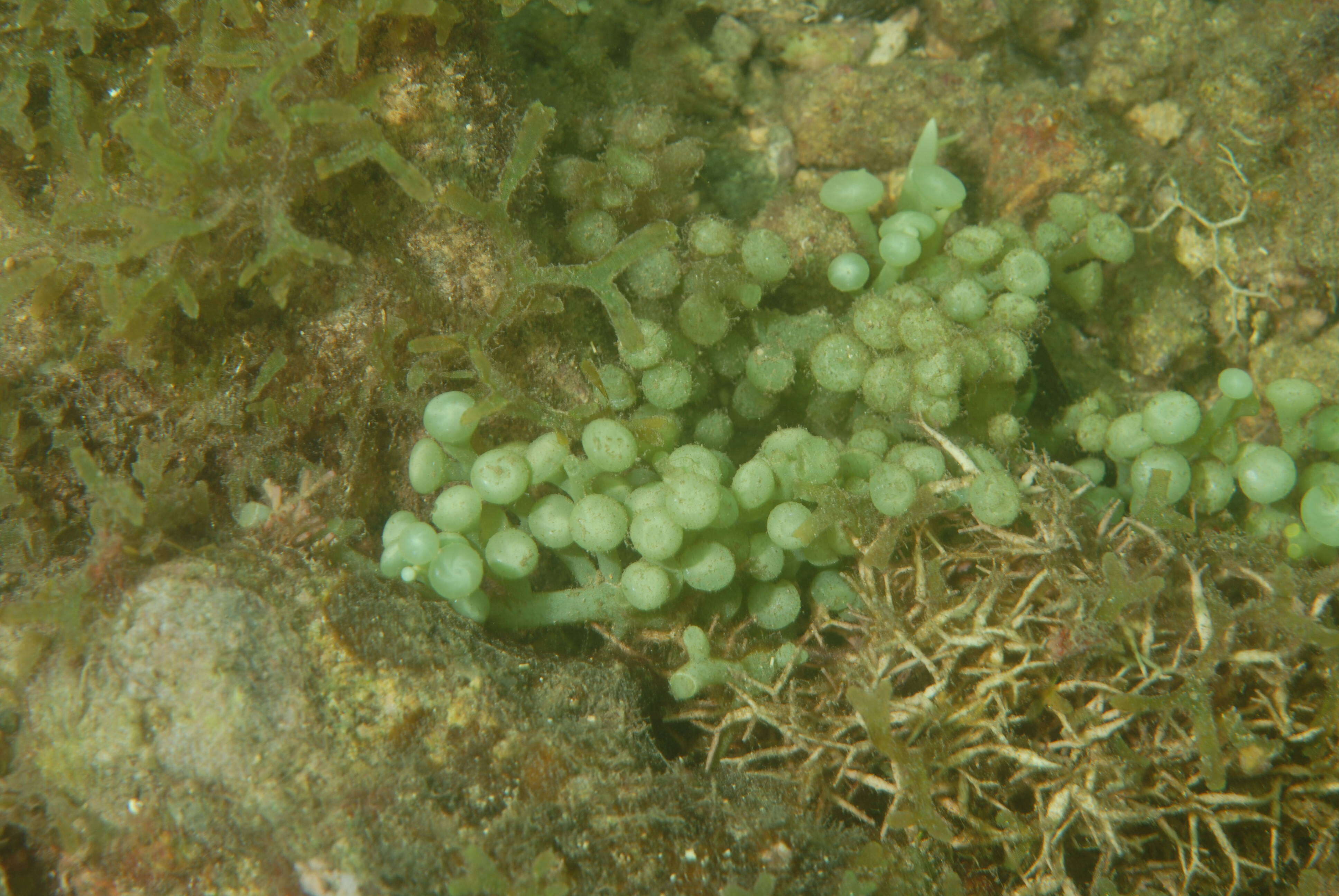 Image of Caulerpa J. V. F. Lamouroux 1809