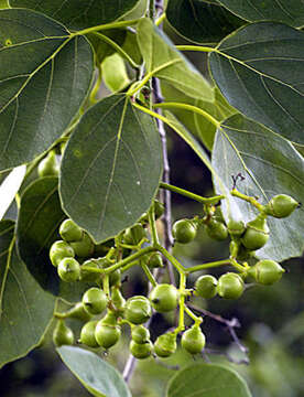 Image of Cordia dentata Poir.