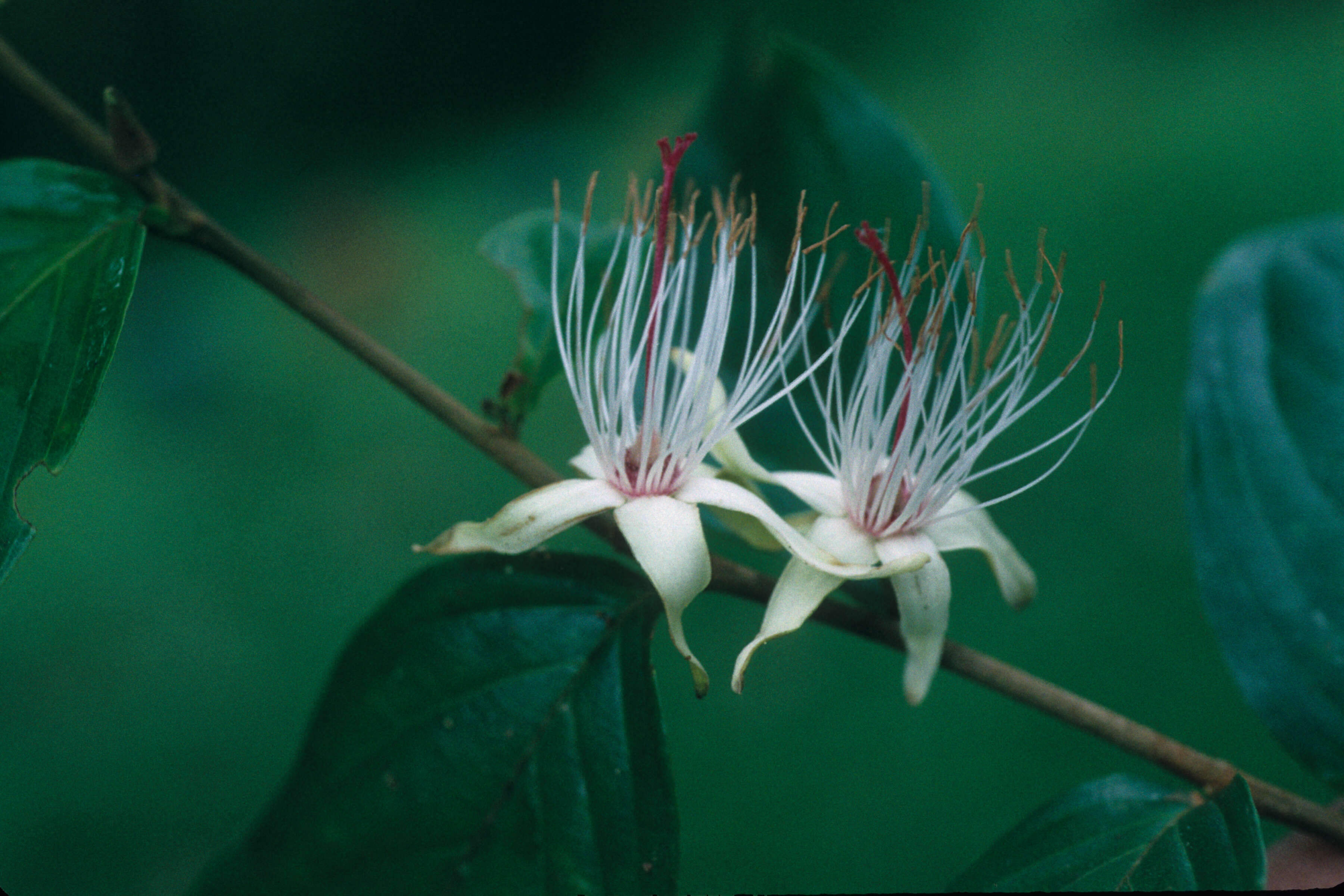 Image of Ryania speciosa M. Vahl