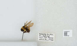 Слика од Bombus affinis Cresson 1864