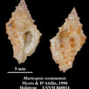 Plancia ëd Muricopsis westonensis B. W. Myers & D' Attilio 1990