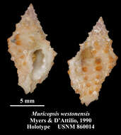 Image of Muricopsis westonensis B. W. Myers & D' Attilio 1990