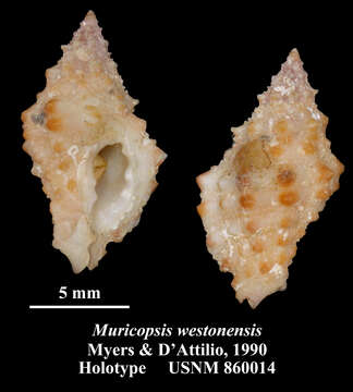 Image de Muricopsis westonensis B. W. Myers & D' Attilio 1990