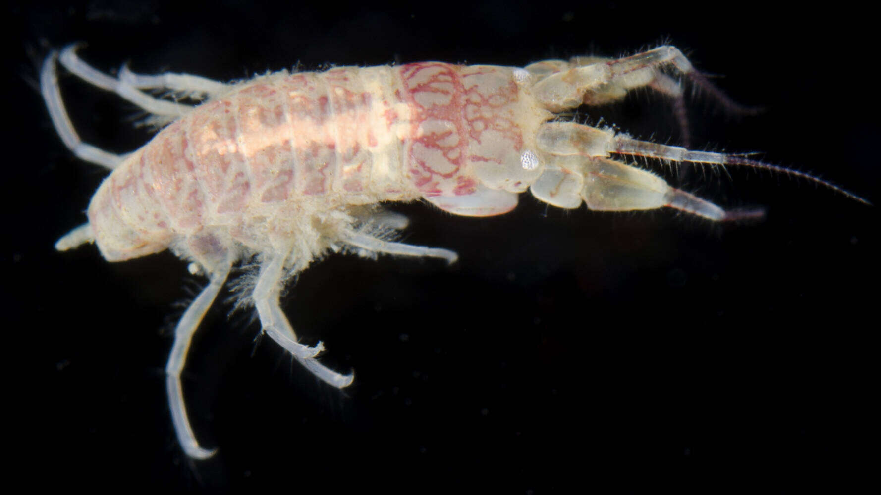 Image of Unciolidae