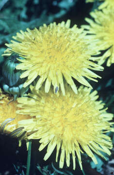 Image of Common Dandelion