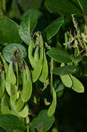 Image of Nissolia fruticosa var. fruticosa