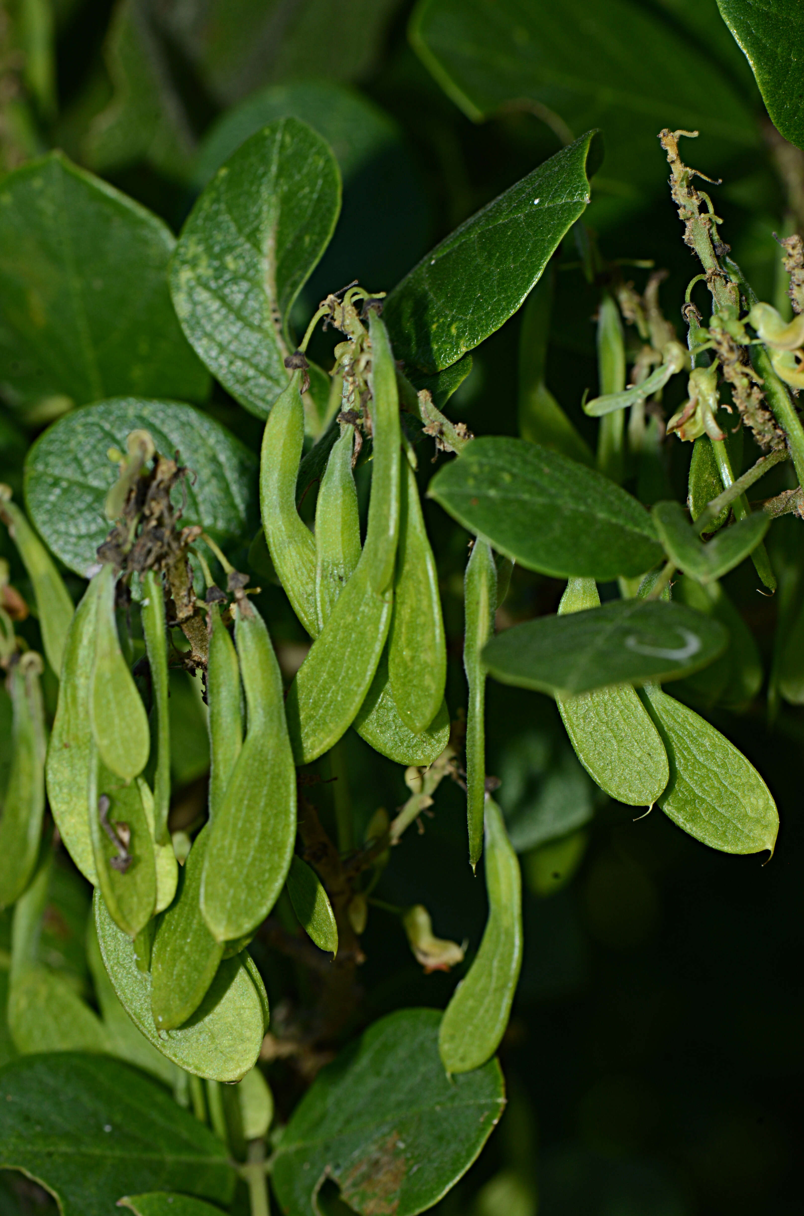 صورة Nissolia fruticosa var. fruticosa