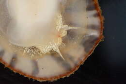 Image of Spiny cup and saucer shell