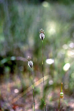 Image of Amphipogon turbinatus R. Br.