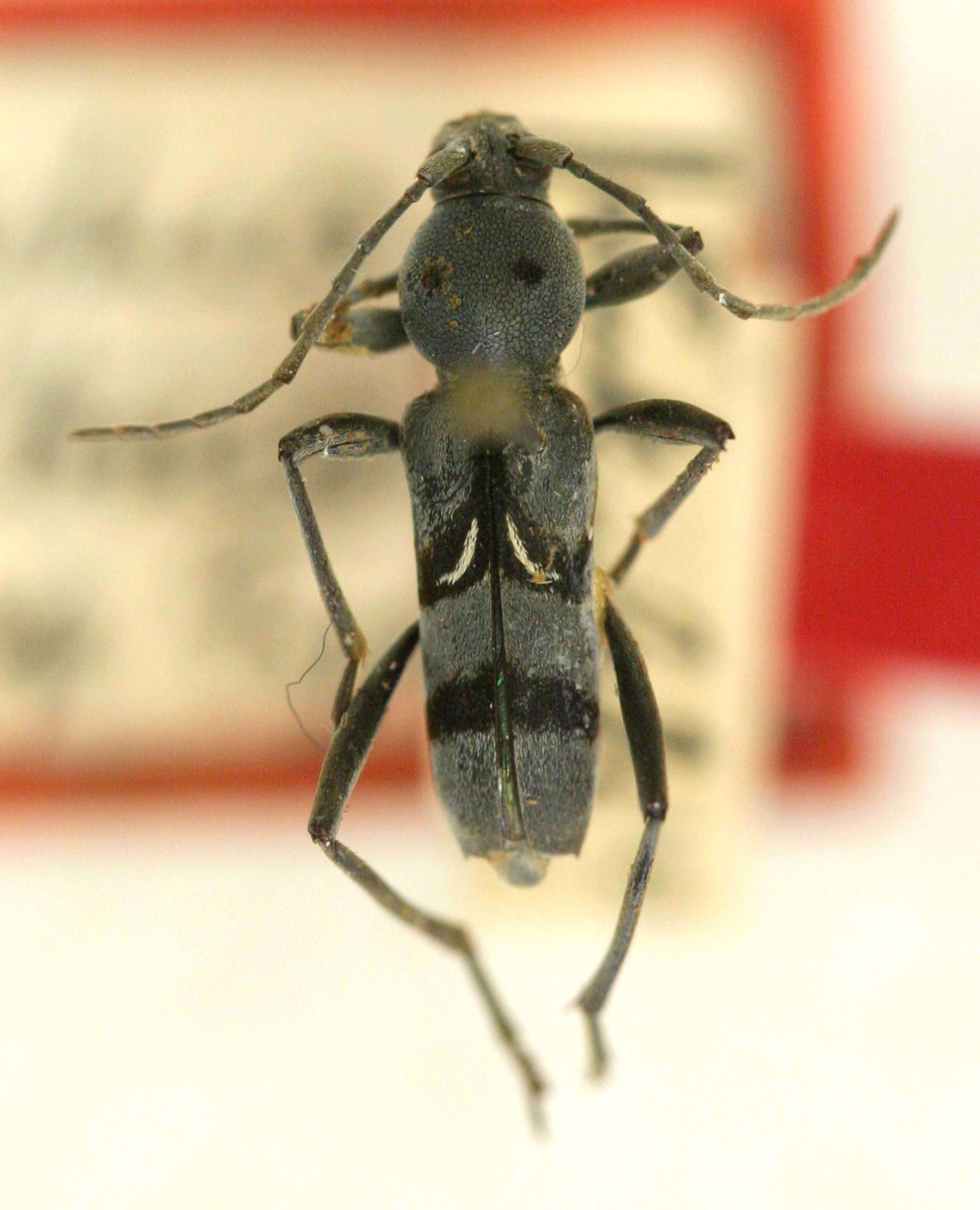 Image of Neoclytus augusti (Chevrolat 1835)