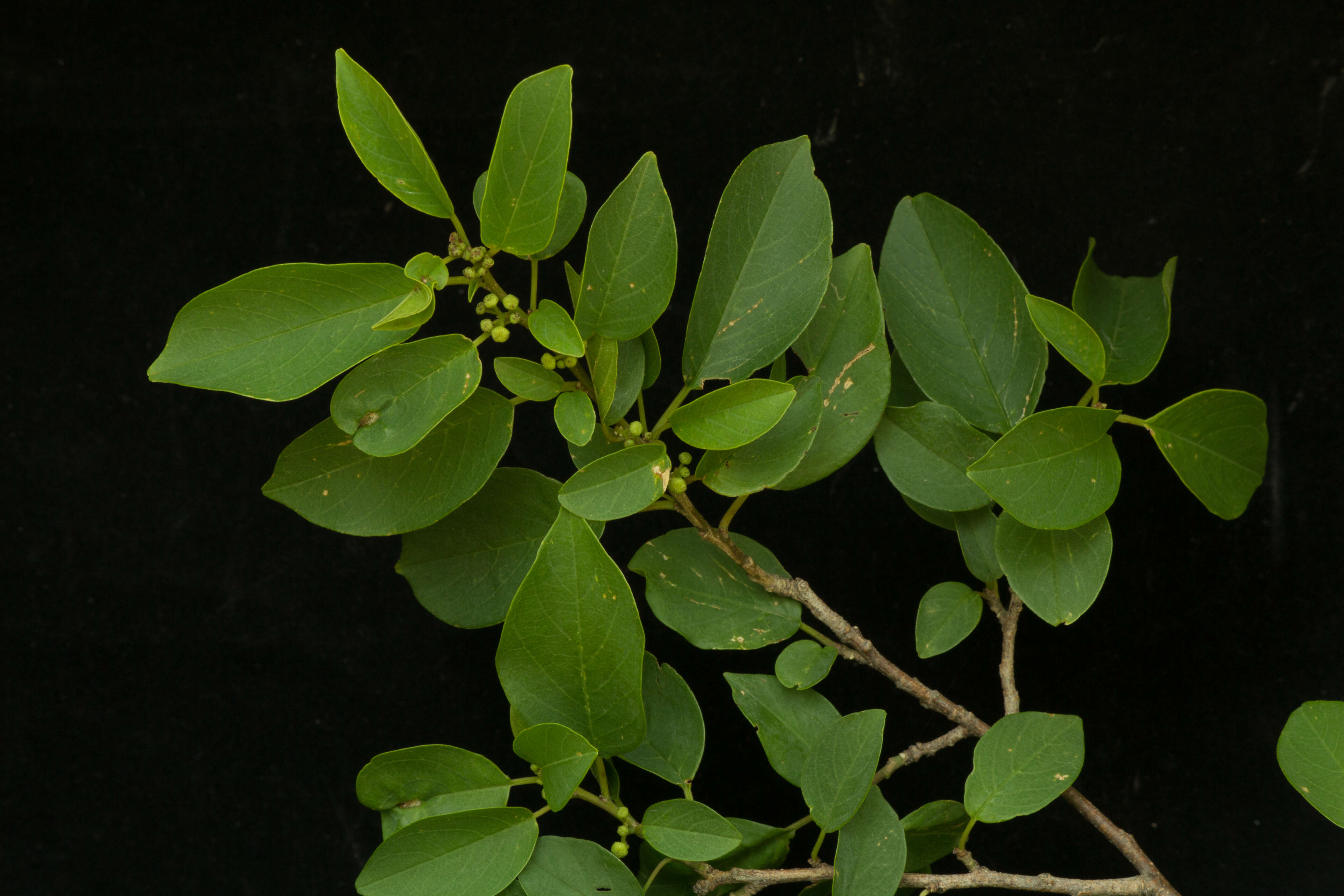 Image de Colubrina elliptica (Sw.) Briz. & W. L. Stern