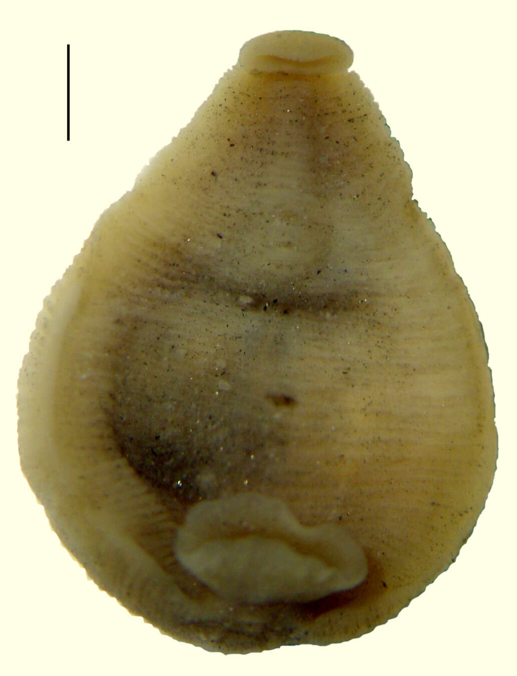 Image of Placobdella montifera (Moore 1906)