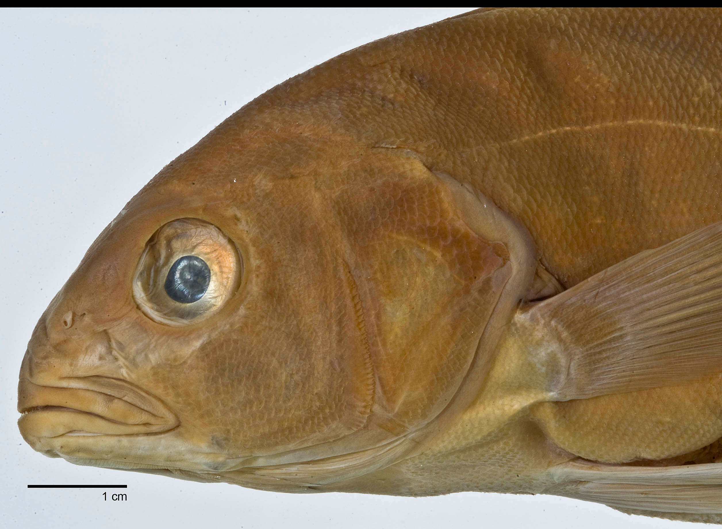 Image of Enigmatic tilefish