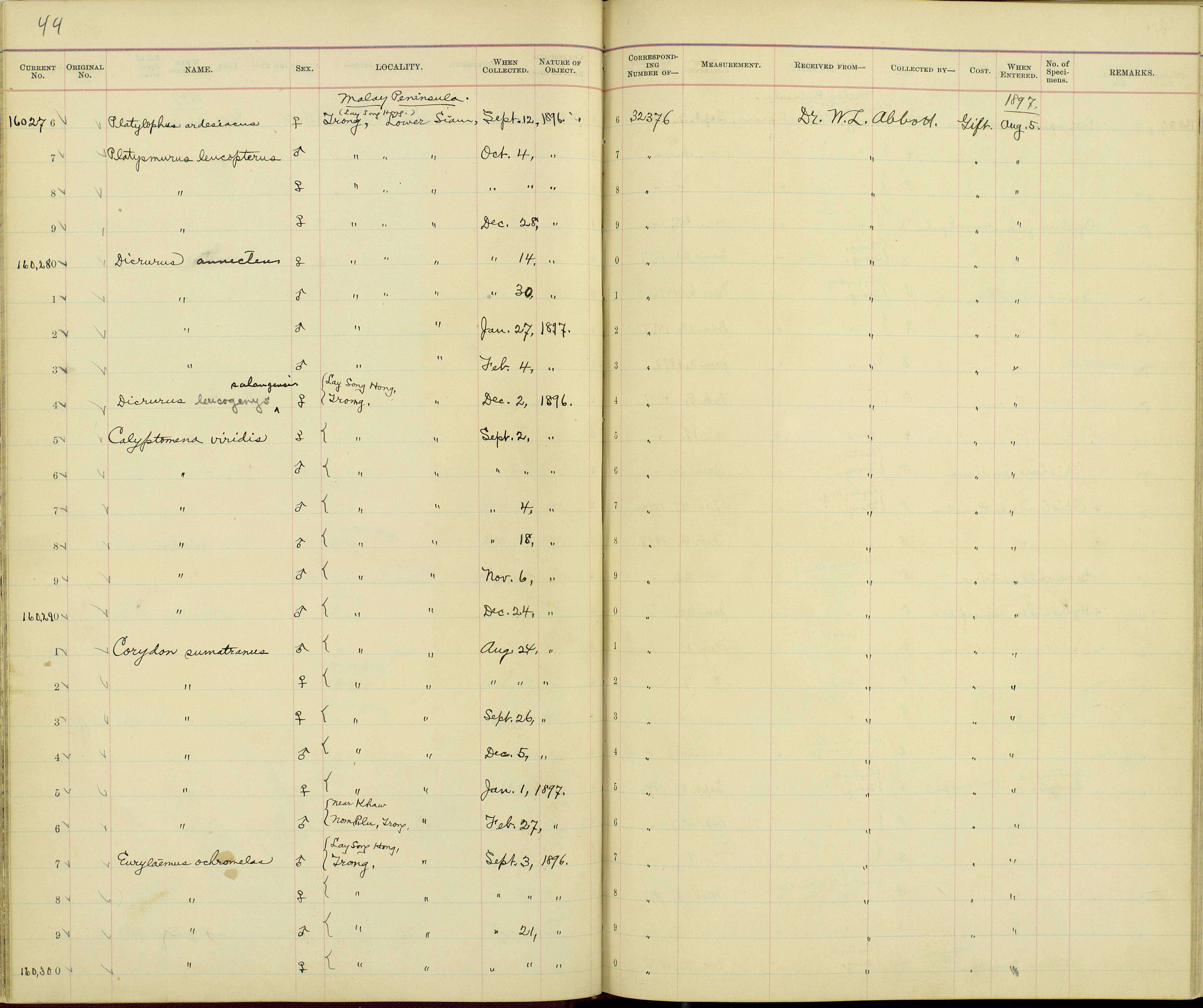 Image of Corydon Lesson 1828