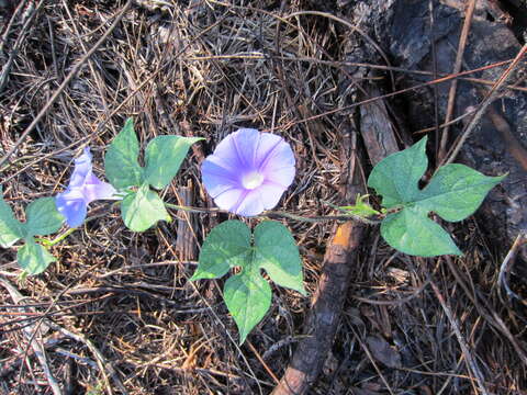 Image of Ivyleaf morning-glory