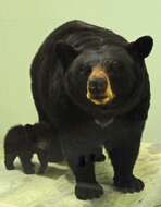 Image of American Black Bear