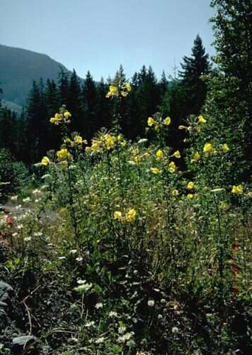 Image of redsepal evening primrose