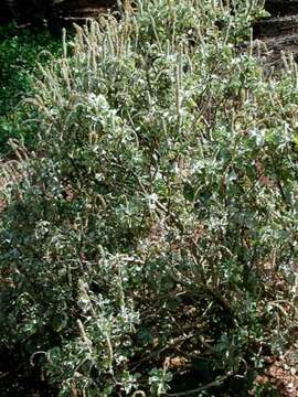 Image of Round-leaved chaff-flower