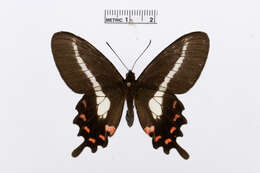 Image of Parides proneus (Hübner 1831)