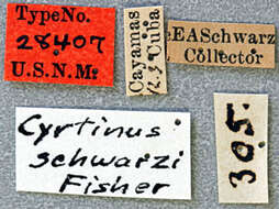 Image of Cyrtinus schwarzi Fisher 1926