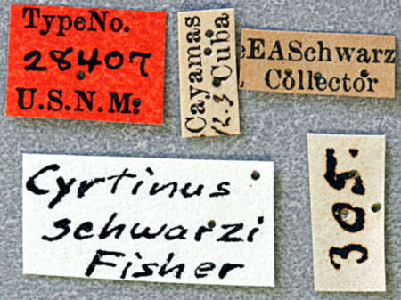 Image of Cyrtinus schwarzi Fisher 1926