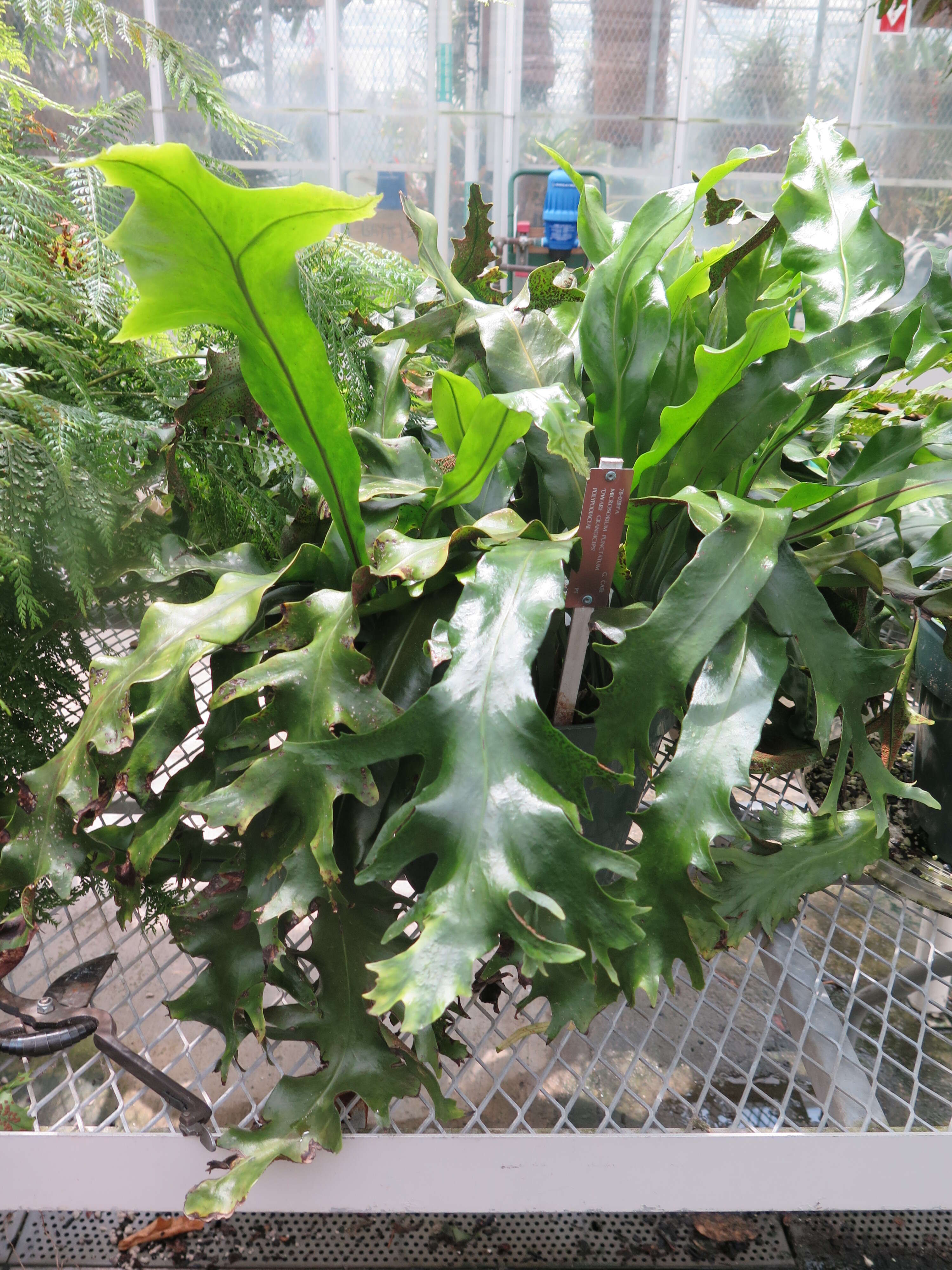 Image of climbing birdsnest fern