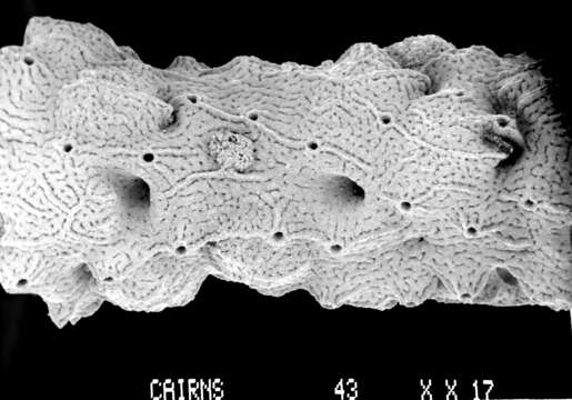 Image of Lepidopora acrolophos Cairns 1983