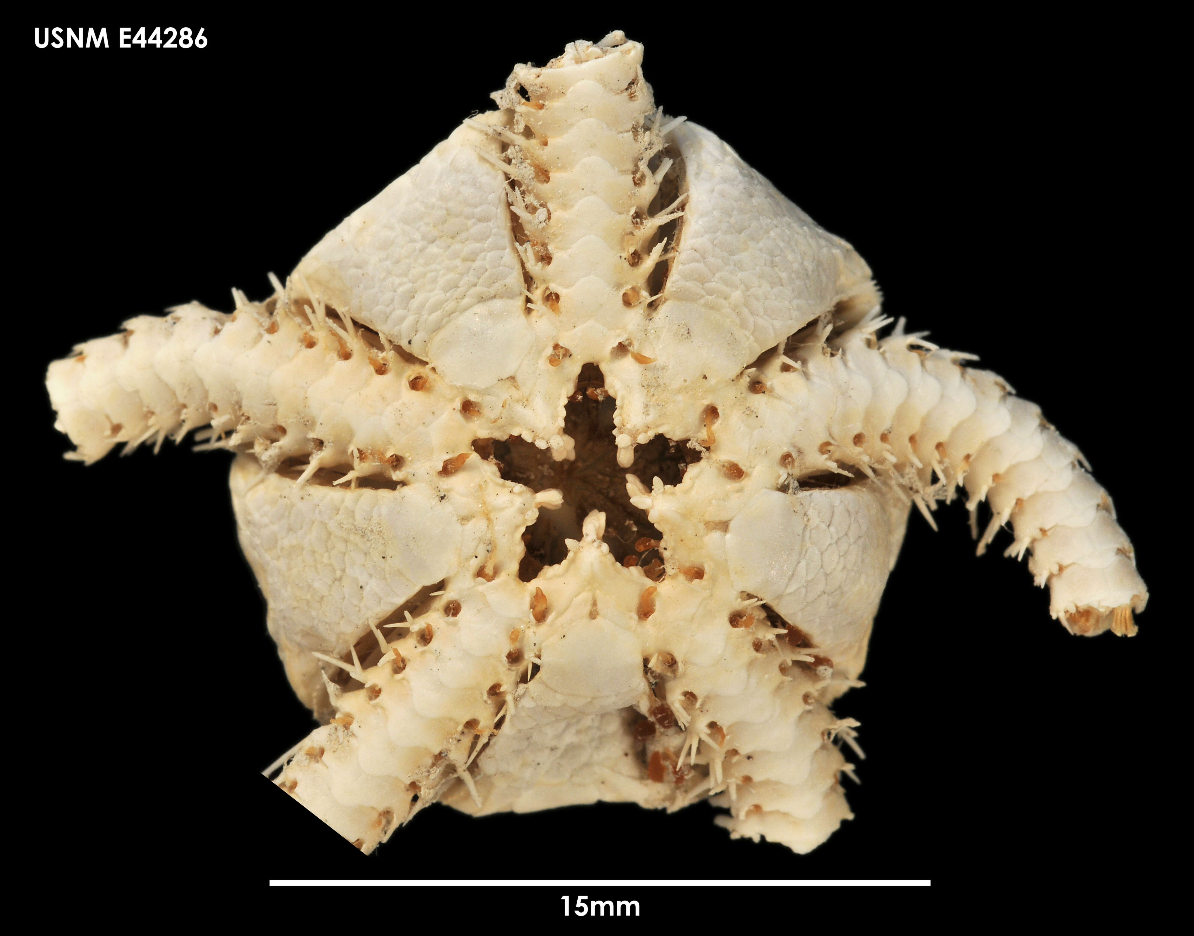 Image of Ophiocten hastatum Lyman 1878