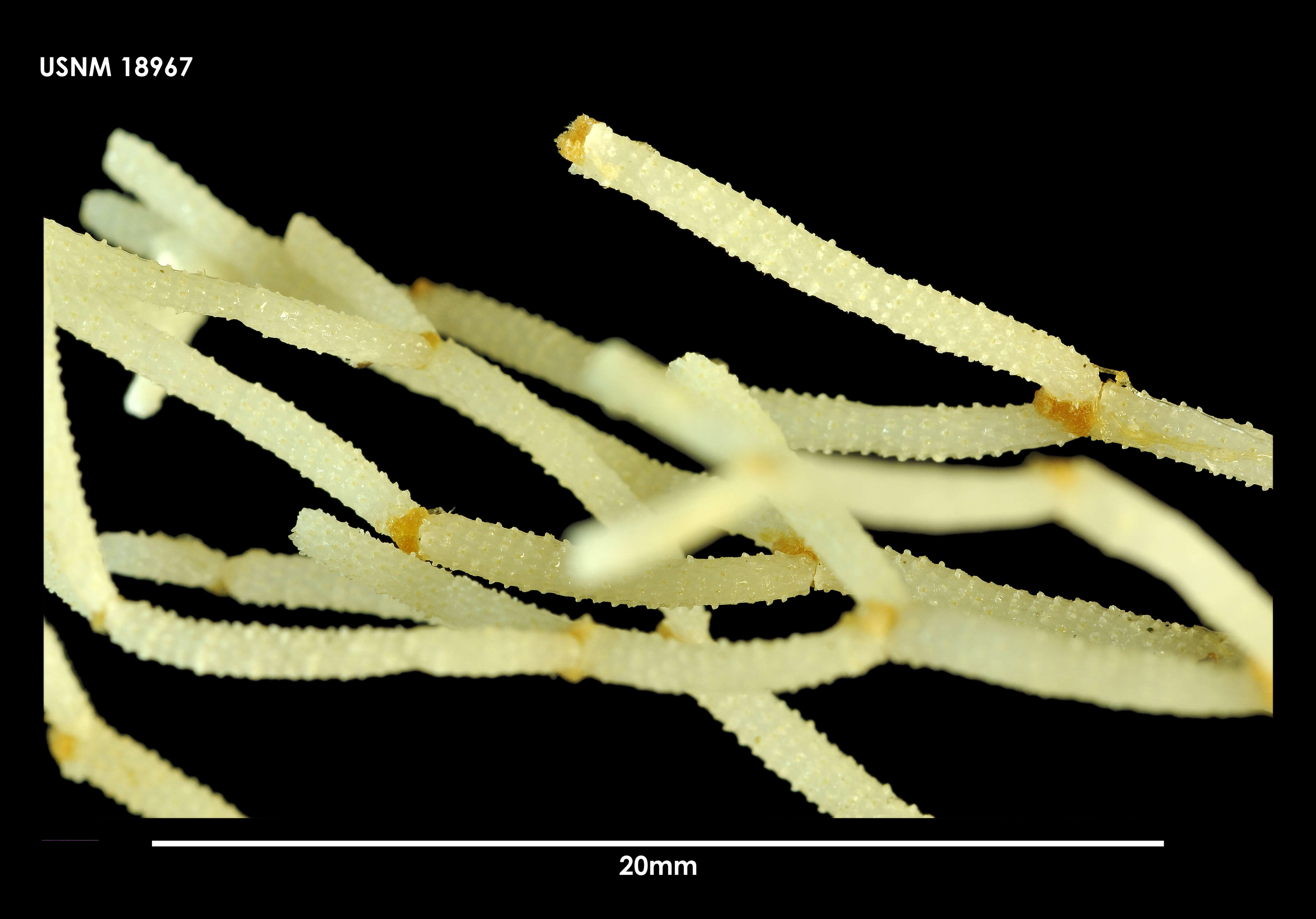 Image of Paracellaria cellarioides Hayward & Thorpe 1989