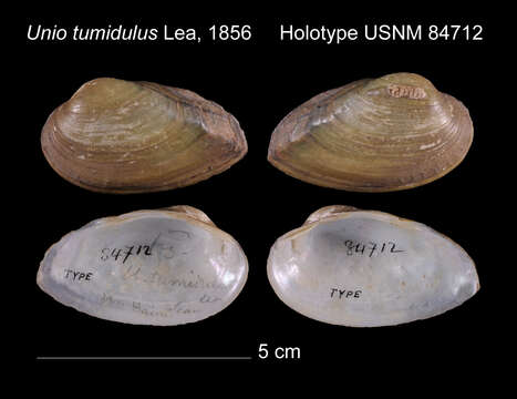 Image of Unio tumidulus I. Lea 1856