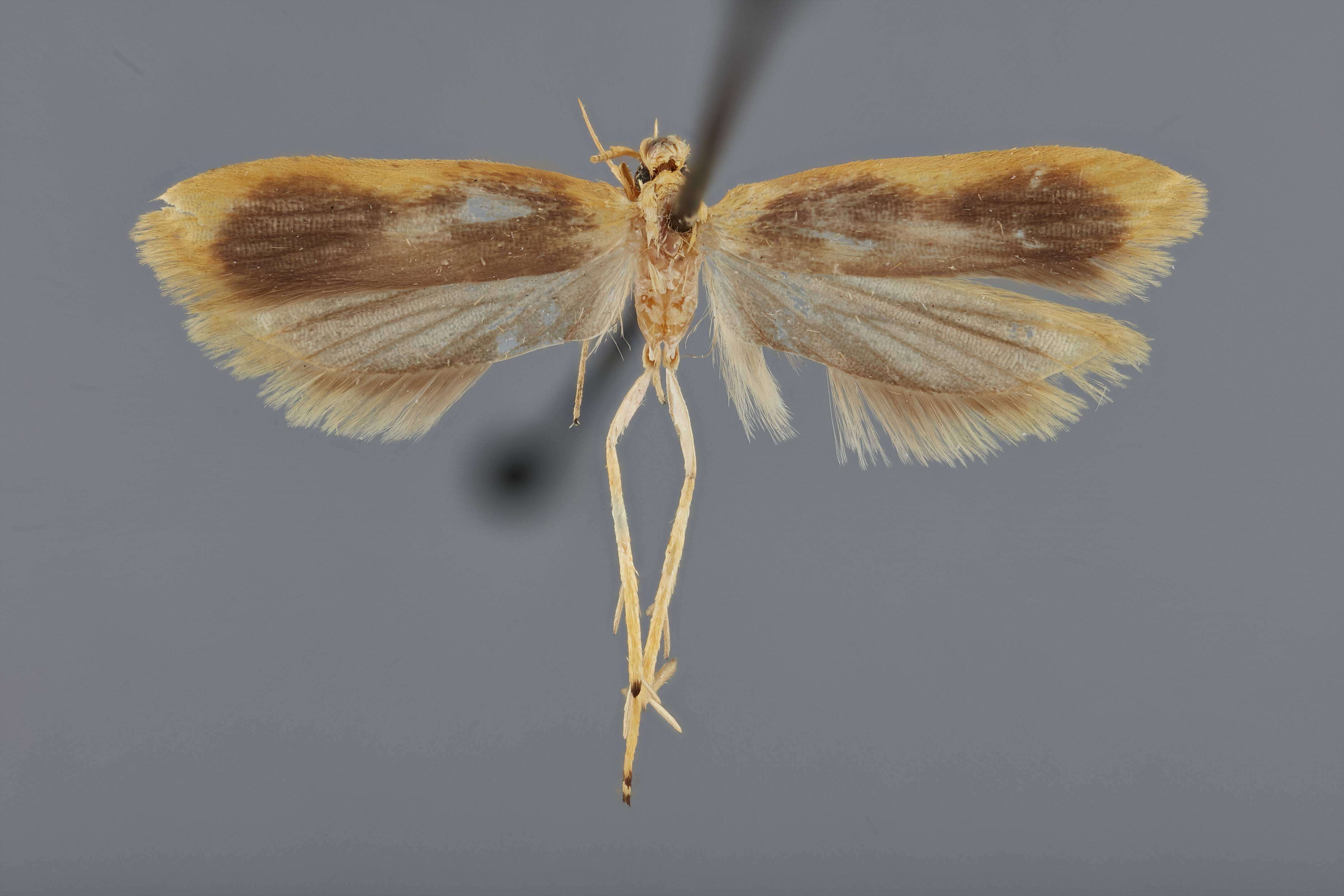 Image of Canthonistis xestocephala Diakonoff 1967
