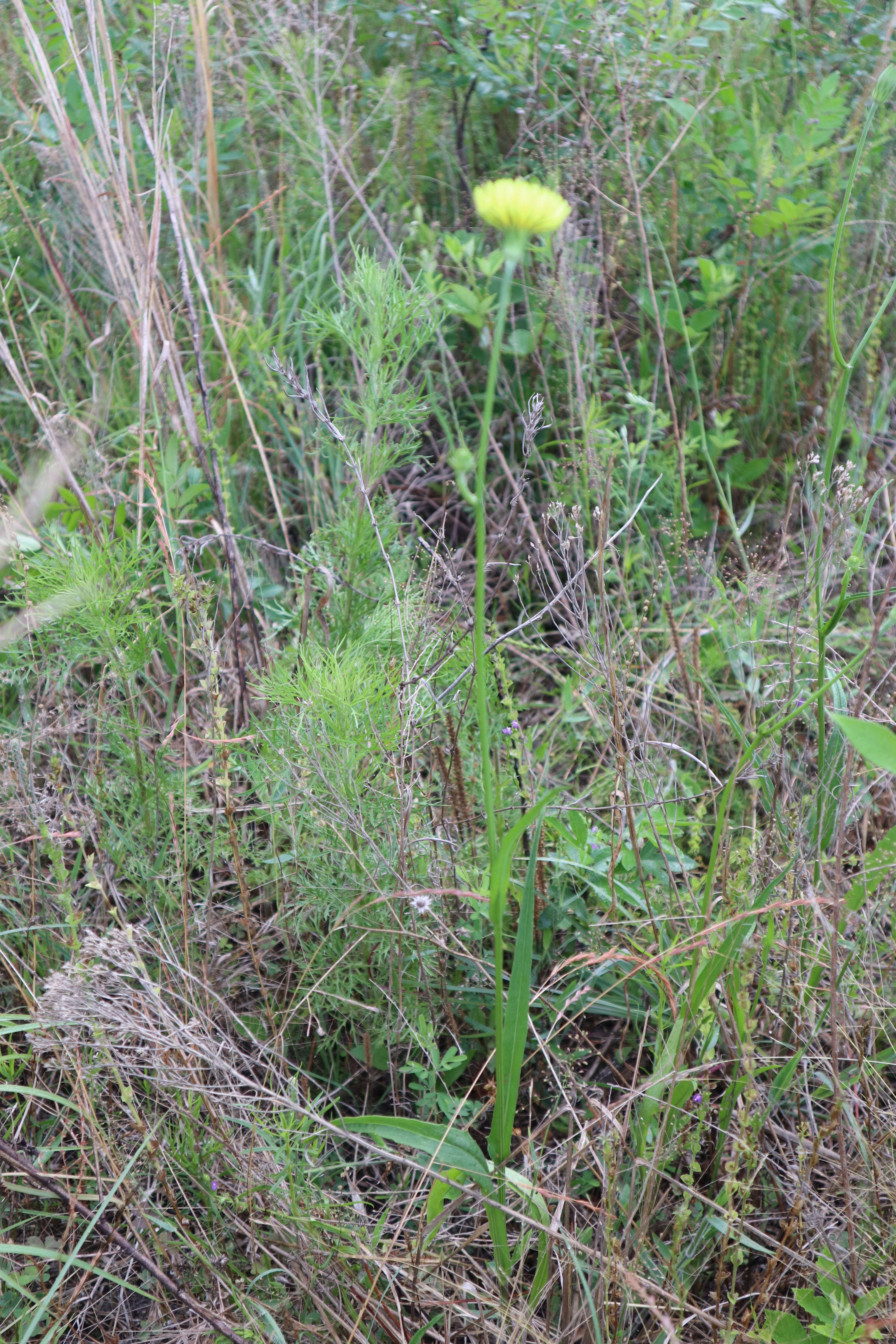 Image of Carolina desert-chicory