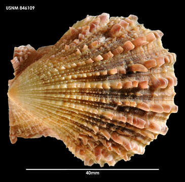 Image of <i>Chlamys livida</i>