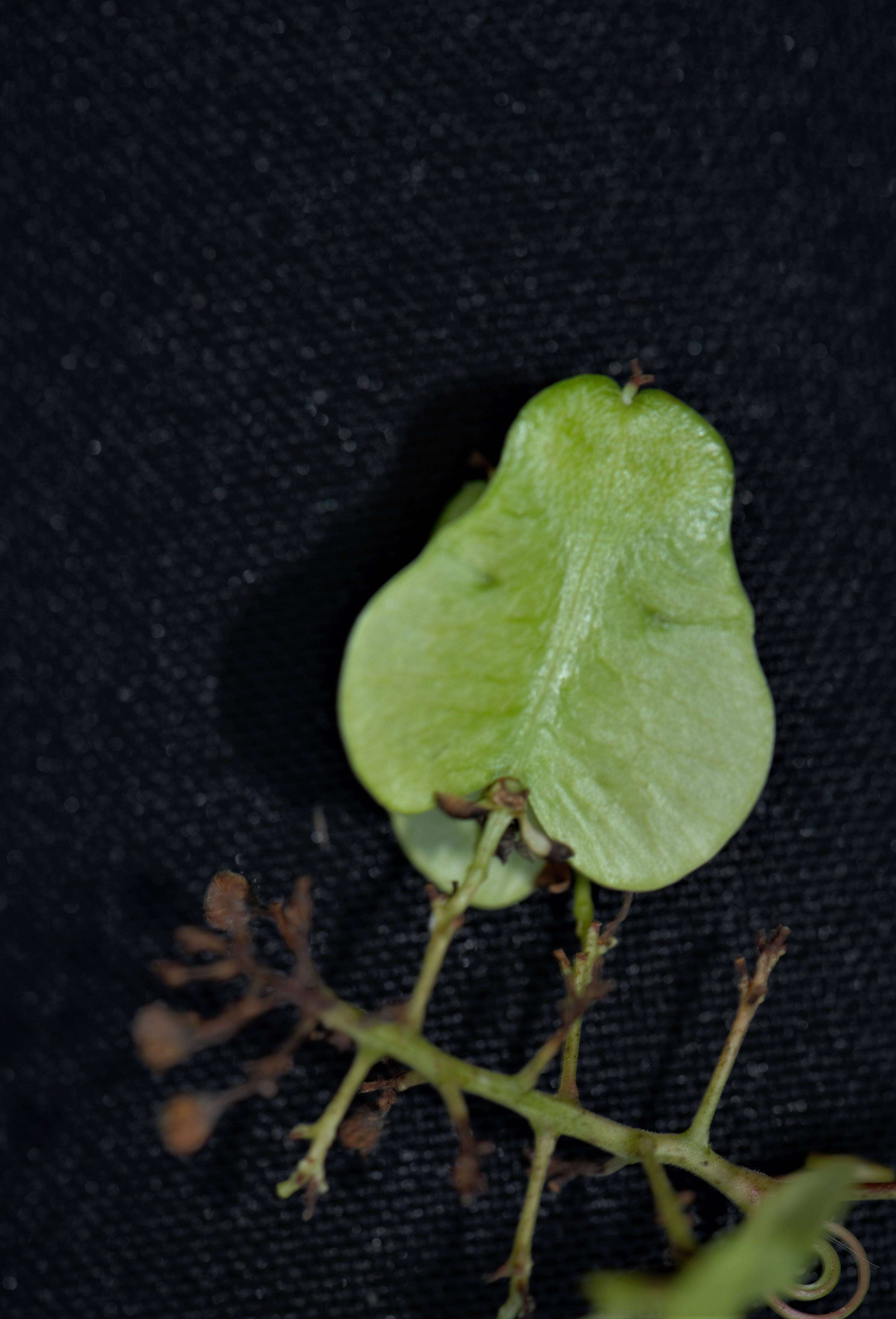 Image of Serjania reticulata Cambess.