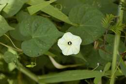 Image of Obscure Morning Glory